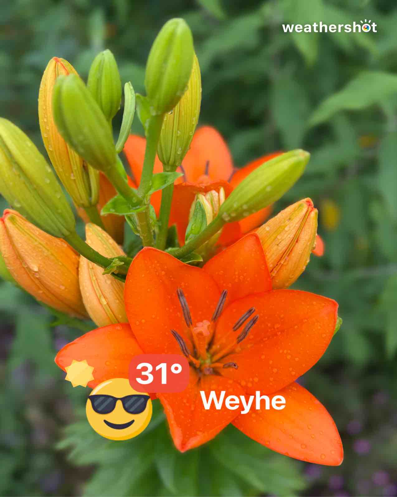 Wetter in Weyhe: klar, 31°C – 19. Juni 2026 (Community-Foto)