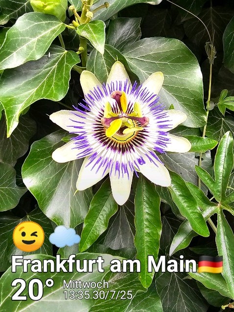 Cloudy night weather in Frankfurt am Main, 24°C — July 30, 2025 (community photo)