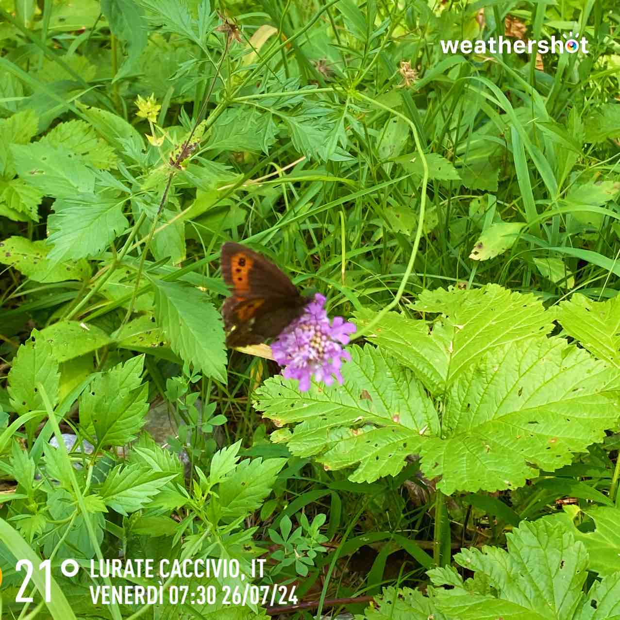 Partly cloudy weather in Lurate Caccivio, 21°C — July 26, 2024 (community photo)