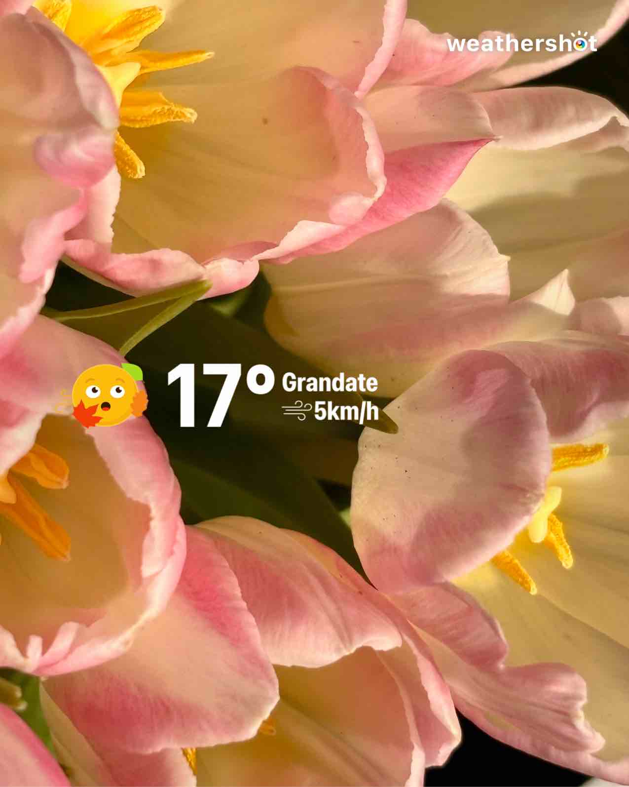 Weather in Portichetto, 17°C — October 18, 2025 (community photo)