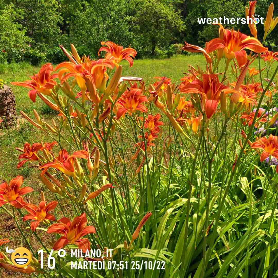 Weather in Milano, 16°C — October 25, 2022 (community photo)