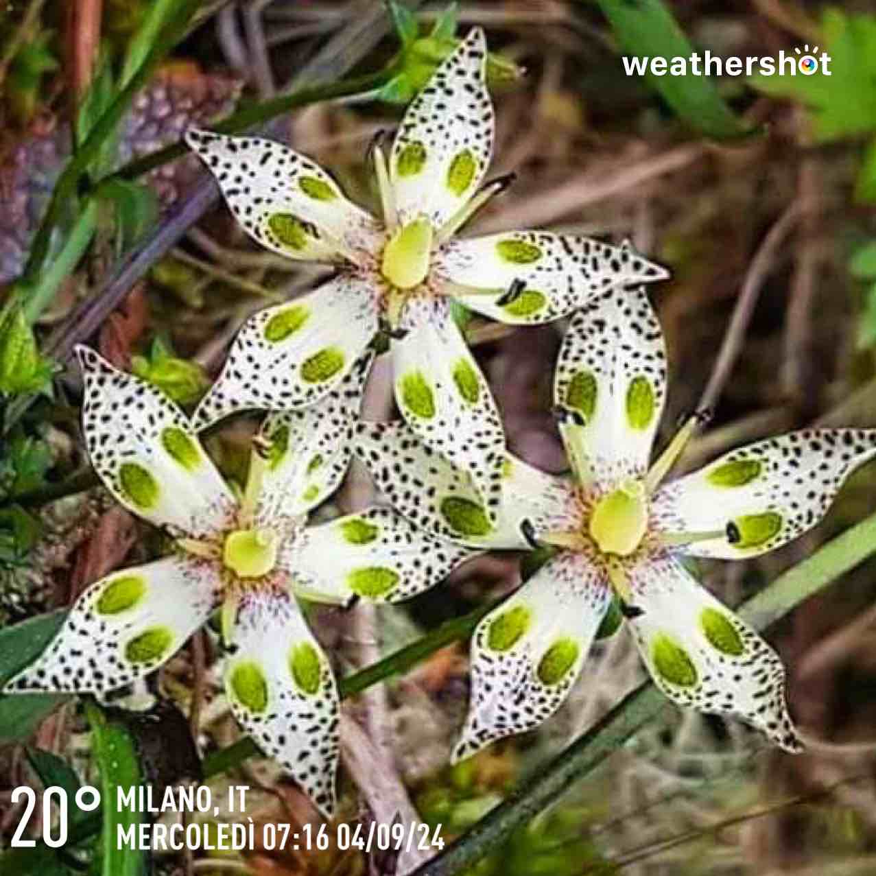 Partly cloudy weather in Milano, 20°C — September 4, 2024 (community photo)