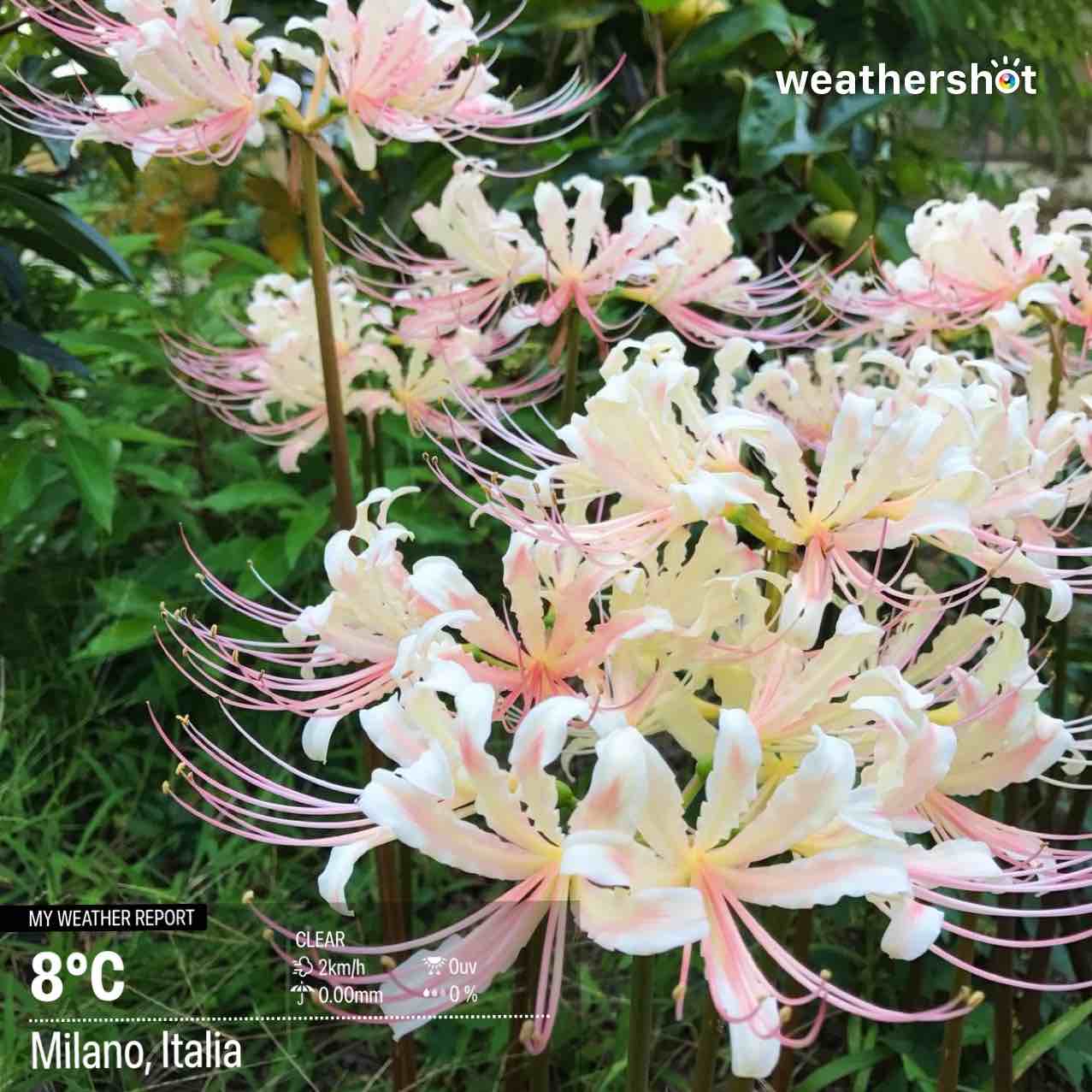Weather in Milano, 8°C — October 18, 2025 (community photo)