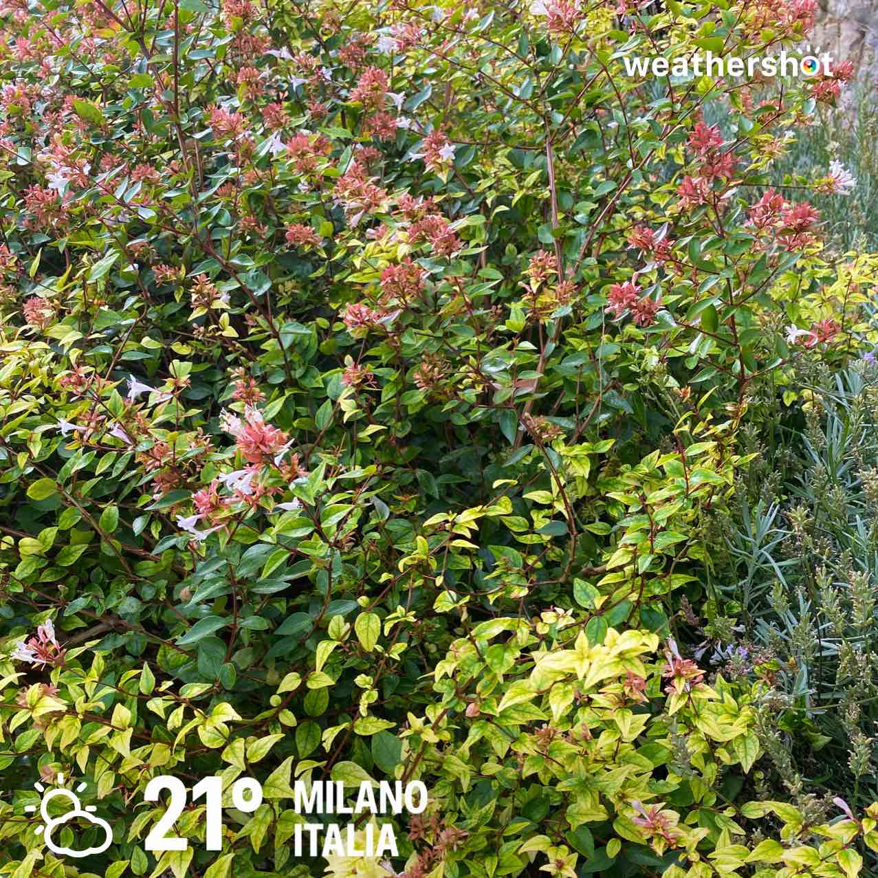 Partly cloudy weather in Milano, 21°C — September 1, 2026 (community photo)