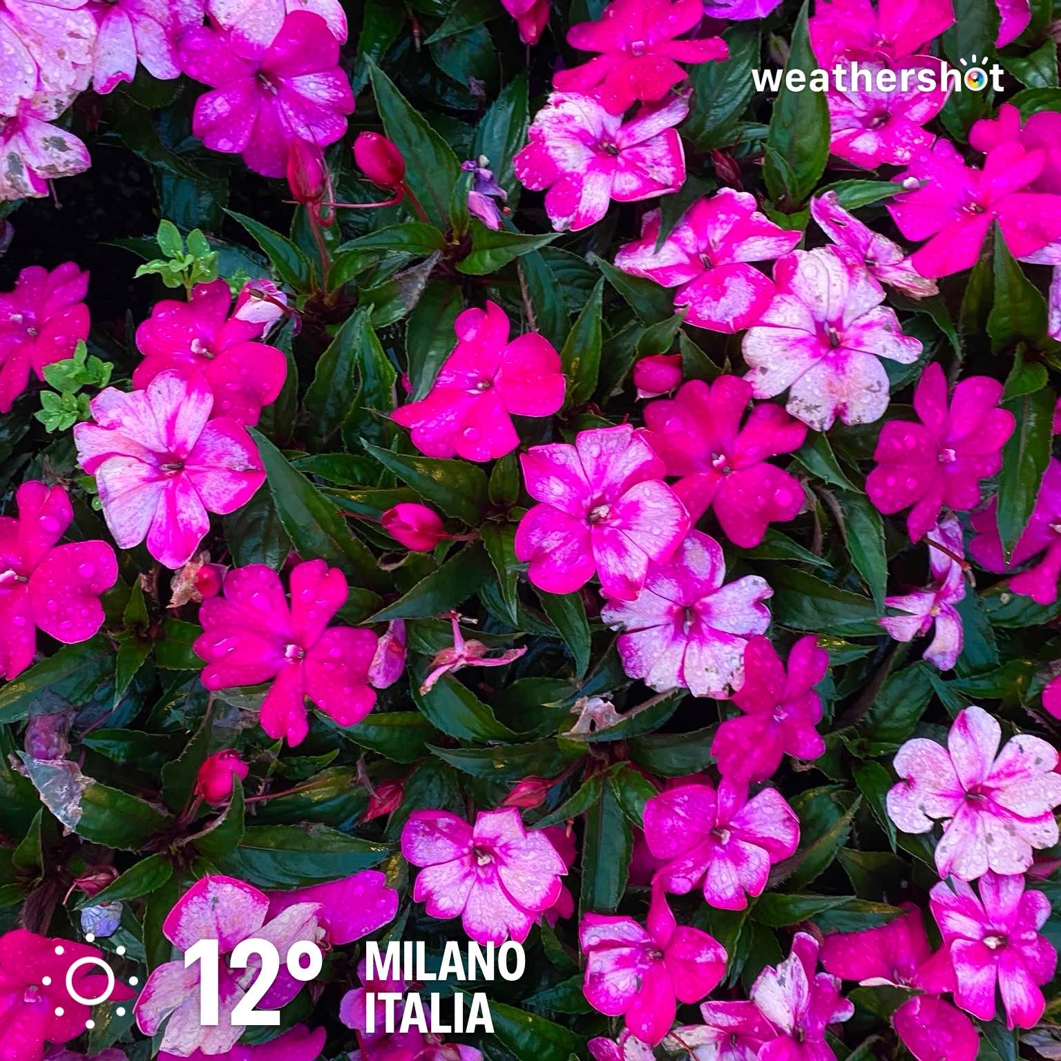 Cloudy weather in Milano, 12°C — October 14, 2026 (community photo)