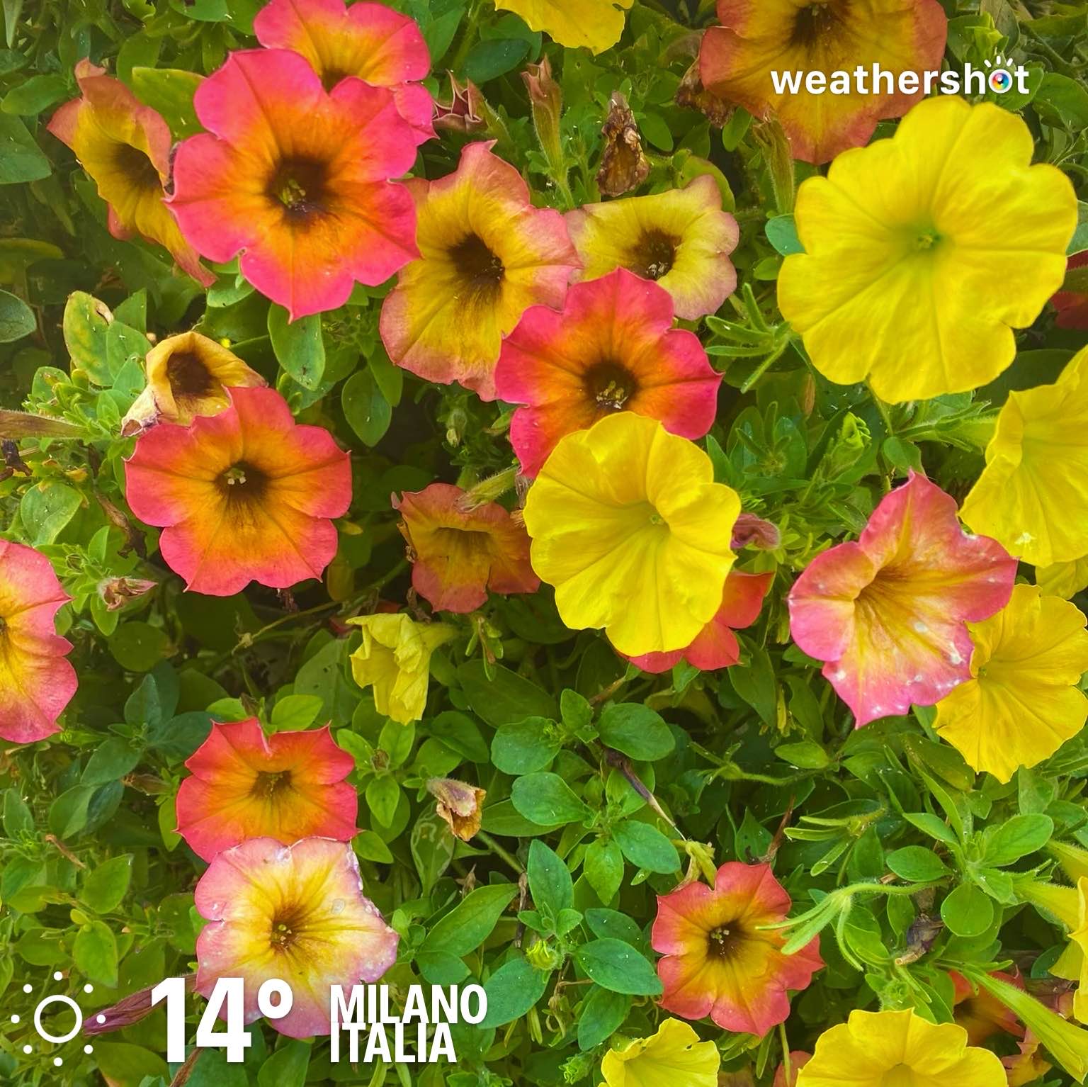 Cloudy weather in Milano, 14°C — October 16, 2026 (community photo)