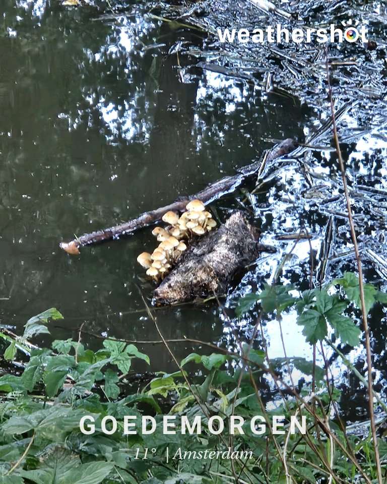 Foggy weather in Amsterdam, 11°C — October 2, 2026 (community photo)