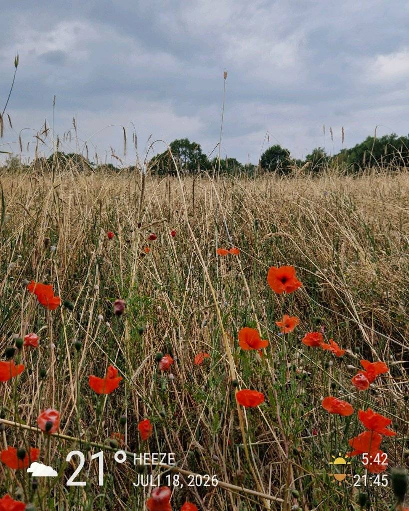 Cloudy weather in Heeze, 21°C — July 18, 2026 (community photo)