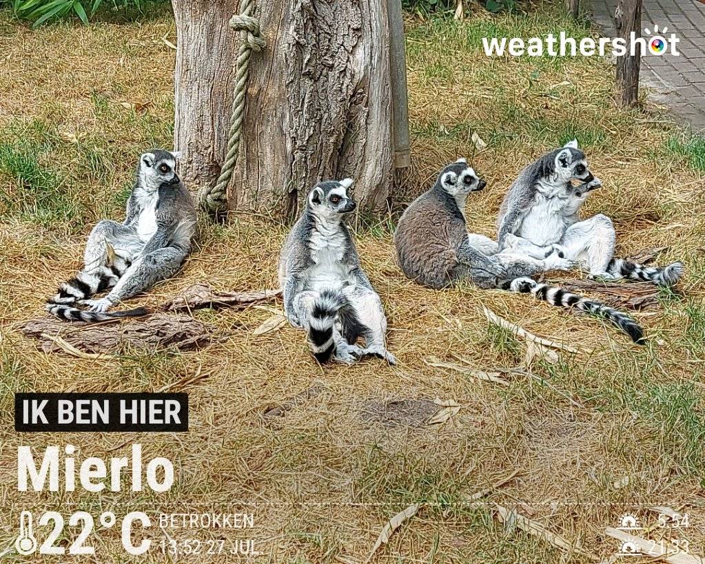 Cloudy weather in Mierlo, 22°C — July 27, 2026 (community photo)