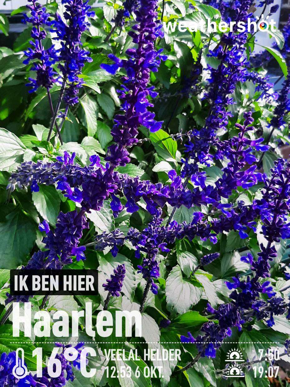 Weather in Haarlem — October 6, 2022 (community photo)