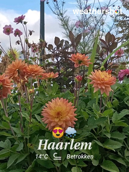 Weather in Haarlem, 14°C — September 21, 2025 (community photo)
