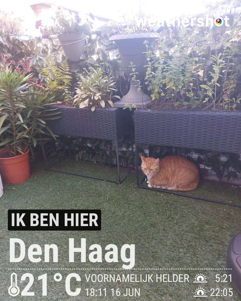 Clear weather in Den Haag, 21°C — June 16, 2026 (community photo)