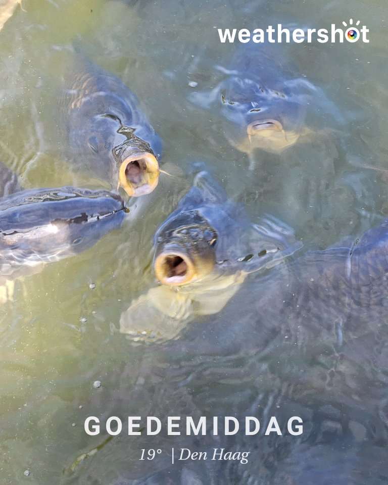 Clear weather in Den Haag, 19°C — October 3, 2026 (community photo)