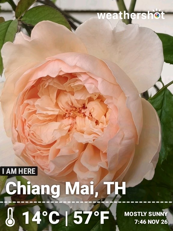 Clear weather in Tambon Mae Hia, 16°C — 27 พฤศจิกายน 2025 (community photo)