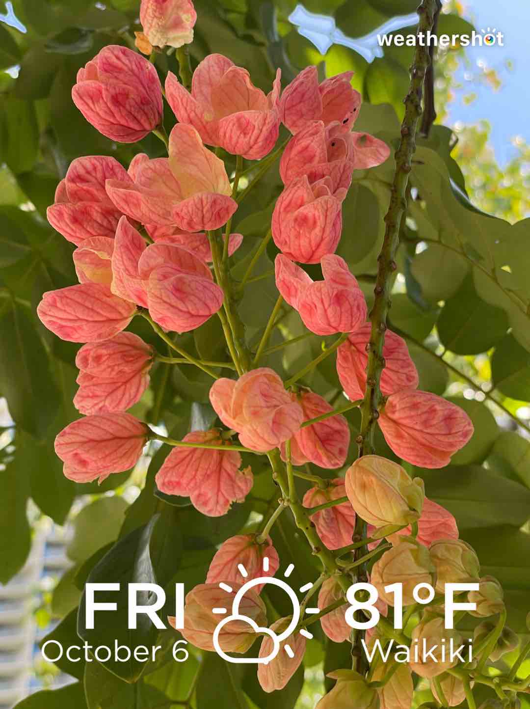 Partly cloudy weather in Honolulu, 81°F — October 6, 2023 (community photo)