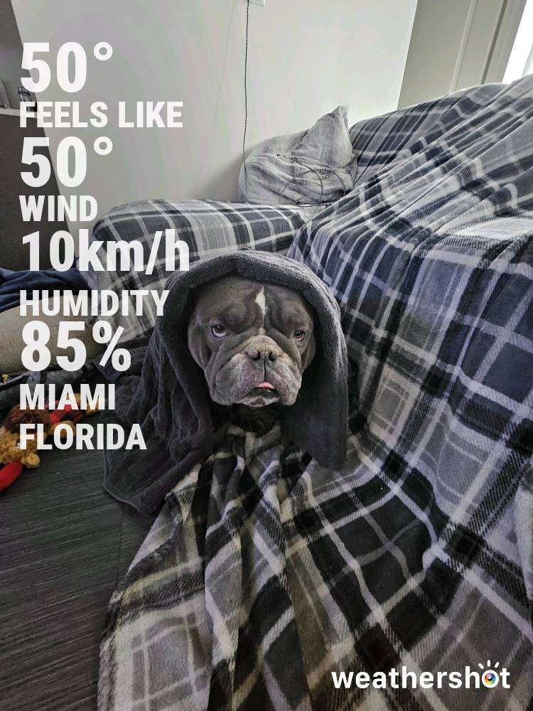 Weather in Miami — January 24, 2025 (community photo)