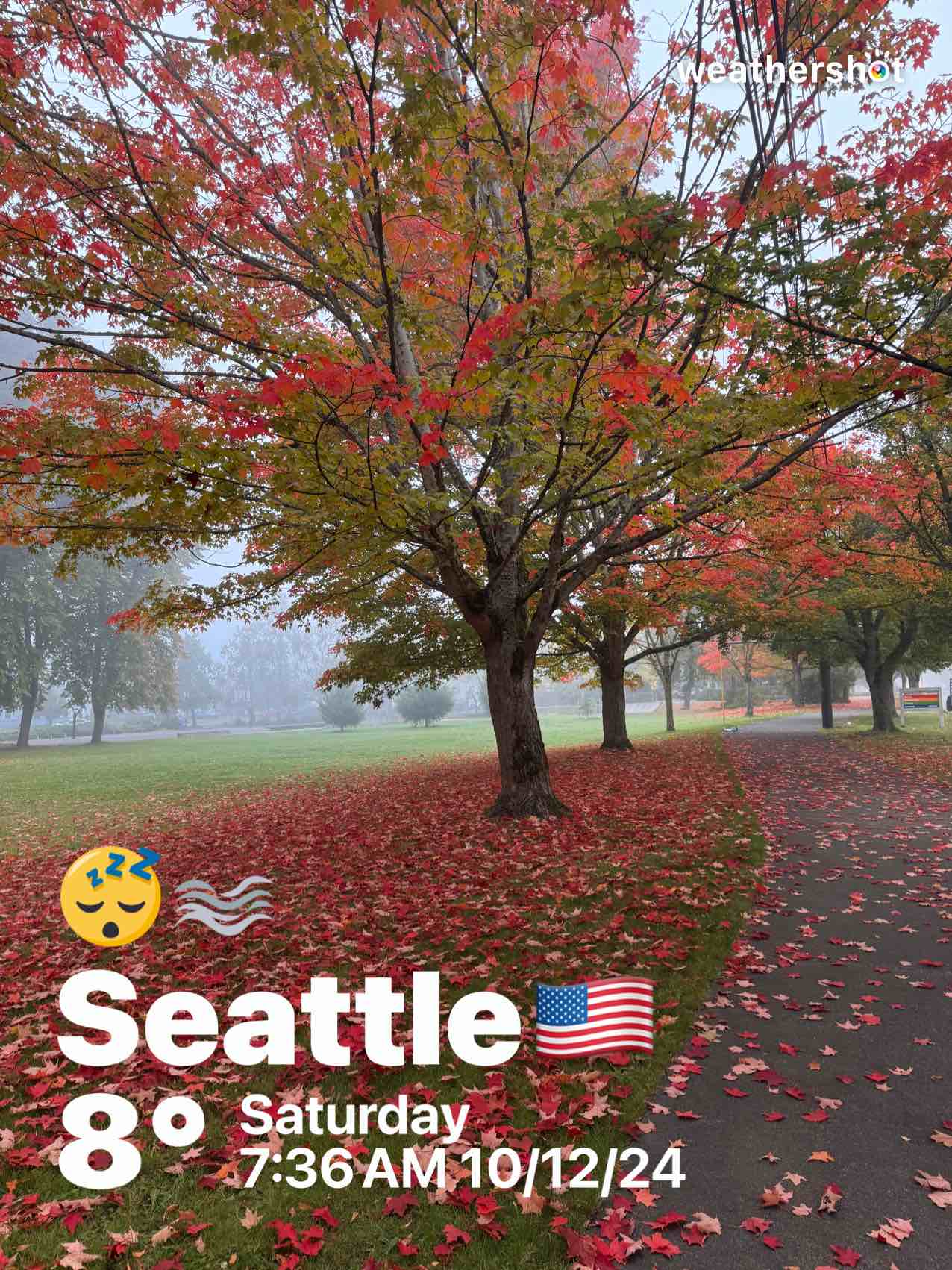 Foggy weather in Seattle, 46°F — October 12, 2024 (community photo)