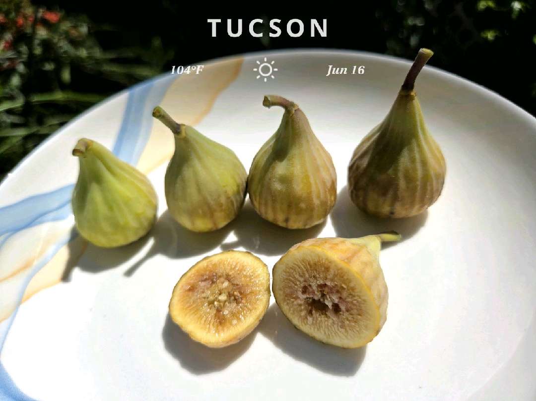 Clear night weather in Tucson, 95°F — June 16, 2026 (community photo)